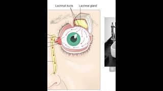 5 Lacrimal apparatus I [upl. by Notrub]