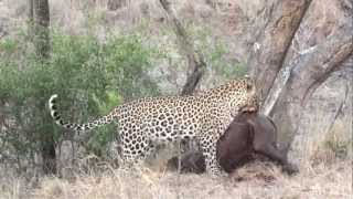 A leopard hoisting a rhino up a tree  Lion Sands HD [upl. by Adneram]