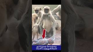 நீயும் என் குழந்தை தான்❤️🙏😭 shorts monkey animals [upl. by Innis]