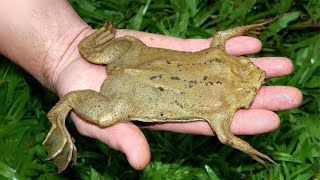 Surinam Toad 🐸 Gives Birth Through Its BACK [upl. by Magulac378]