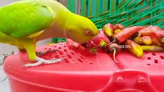 Green Chilli New Video  Parrot Amazing Video [upl. by Aryk897]