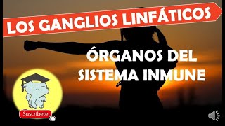 LOS GANGLIOS LINFÁTICOS  Órganos del sistema inmune [upl. by Sclar]