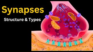 Synapses explored from Chemical to Electrical synapses Structure Types and More [upl. by Zollie75]