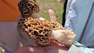 Morel Mushrooms Hunting Competition [upl. by Hurleigh]