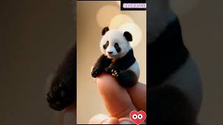 Baby Pandas Playing🐼panda funny shorts pandavideo [upl. by Behl773]