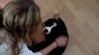 Bernese mountain dog puppy  8 weeks [upl. by Ahsimed]