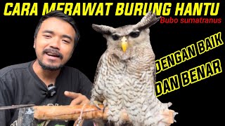 CARA MERAWAT BURUNG HANTU UNTUK PEMULA  Bubo sumatranus [upl. by Namso]