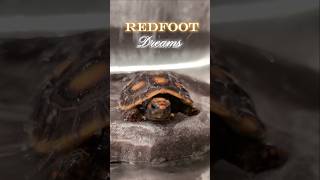 Redfoot Dreams tortoise redfoot reptiles animalphotos tortoiseaddict cuteanimals funny [upl. by Atterahs]