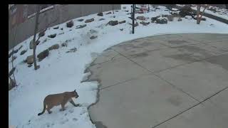 Mountain Lion Prowls Around Snowy Utah Property [upl. by Heall]