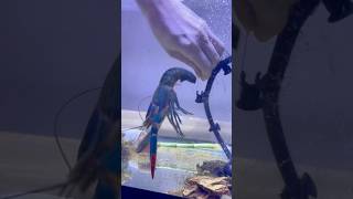 Giant Blue Lobster Saved From Net😱🦞 [upl. by Ynaiffit]