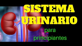 SISTEMA URINARIO para principiantes [upl. by Sherris]