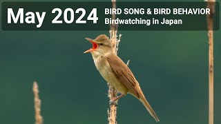 BIRD SONG amp BIRD BEHAVIOR  May 2024 [upl. by Nohtan]