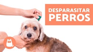 Desparasitar perros  Consejos veterinarios [upl. by Nemracledairam185]