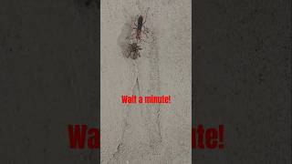 Spider big steppen 2 The Wasp wins wasp vs spider shocking viral fyp shorts [upl. by Engelhart]