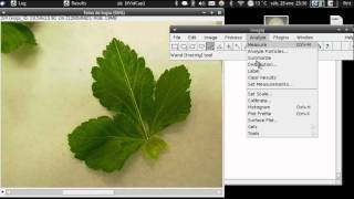 Tutorial ImageJ medir área foliar [upl. by Kennie448]