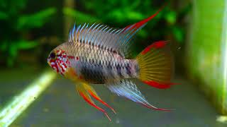 Apistogramma cf sp “D24” [upl. by Ecinahc]