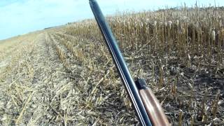 South Dakota Pheasant Hunting\Garden Hills [upl. by Je]