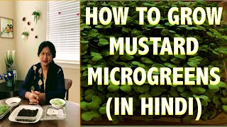 MUSTARD MICROGREENS DISHES  GROWING MUSTARD MICROGREENS SOIL  SOILLESS   HEALTH BENEFITS [upl. by Yance]