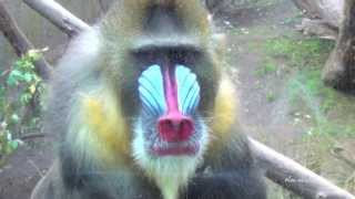 Mandrills  Very Colorful Monkeys [upl. by Odo]