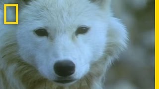 Musk Ox vs Wolves  National Geographic [upl. by Enyale]