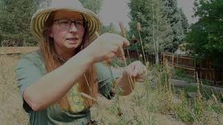 Collecting Seeds from Prairie Coneflower Ratibida columnifera [upl. by Pinebrook]