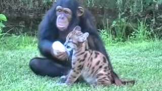 Chimpanzee and Puma  Myrtle Beach Safari [upl. by Nanyk]