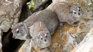 The eerier call of the Rock Hyrax Dassie [upl. by Tova]