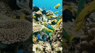 Fresh water fish  aquatic  marine life  aquarium  water life  ocean life  colorful shorts [upl. by Asennav]