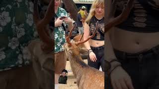 Nara Deer Park  JAPAN VLOG animalsshorts japanimation cartoon naradeerpark trendingshorts [upl. by Toth]