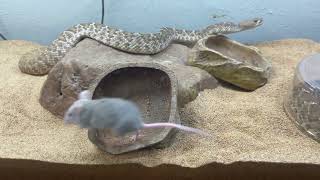 Beautiful RED RATTLESNAKE shows a rat who’s boss [upl. by Ahcatan]