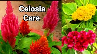 How to grow Celosia  Step by step [upl. by Cherida]