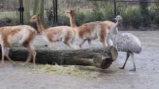 Vicuñas en Darwins nandoe  Vicuñas amp Darwins rhea Planckendael [upl. by Eladnyl]