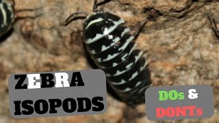 Zebra Isopod Care  Armadillidium maculatum  Dos and Donts [upl. by Ule]