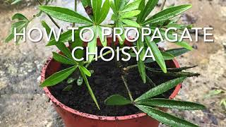 How To Propagate Choisya How To Take Cuttings Of Choisya Get Gardening [upl. by Luap593]