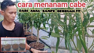 cara menanam cabe merah agar berbuah lebatcabe cabemerah petani ooktani93 [upl. by Sunderland]