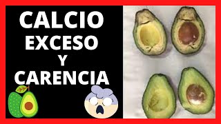 EXCESO y CARENCIA De CALCIO En AGUACATE 🥑 [upl. by Nnaear274]