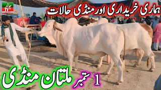 Multan Cow Mandi Fresh Latest Update Today 01092024 Cow Mandi 2024  Cholistani Bachra Mandi 2024 [upl. by Znieh]