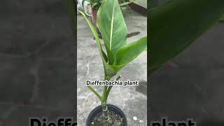 Dieffenbachia plant care  dieffenbachia garden plants shorts [upl. by Arnuad]