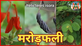 मरोड़फली Helicteres Isora Indian screw tree Native plant of india Marod fali plant [upl. by Eirdua]