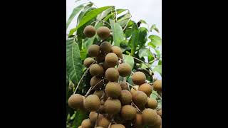 Longan Farming Technique to Get High Quality longan farming agriculture fruit satisfying [upl. by Asecnarf]