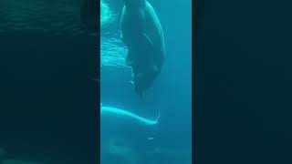 Seeing the biggest Beluga Whale for the first time 😱⁉️shorts beluga whales [upl. by Mehala893]