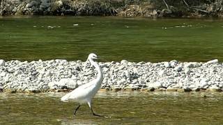 La Drôme rivière sauvage dans la réserve des Ramières [upl. by Elspeth208]