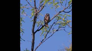 Cactus Ferruginous Pygmy Owl [upl. by Ynneh]