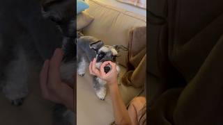 Nose trick dogshorts minischnauzer schnauzer cute [upl. by Garry]