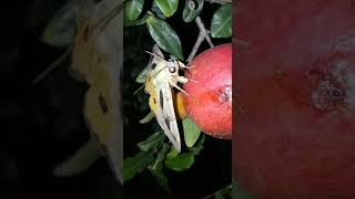 Pomegranate fruit sucking moth [upl. by Salohcin]