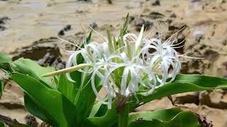 Spider Lily [upl. by Silrak]