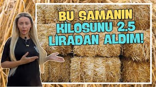 quotBu Samanın Kilosunu 25 Liradan Aldımquot  Hayvancılıkta Kışlık Hazırlık [upl. by Onidranreb198]