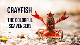 Crayfish The Colorful Scavenger [upl. by Nylecaj]