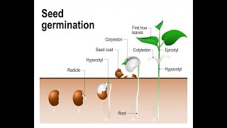 How To Draw Monocot plant  monocotyledons Diagrams  seed germination Hellen Drawings [upl. by Hilaire797]