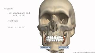 Introduction to the Digestive System Part 1  Mouth and Pharynx  3D Anatomy Tutorial [upl. by Haimehen781]